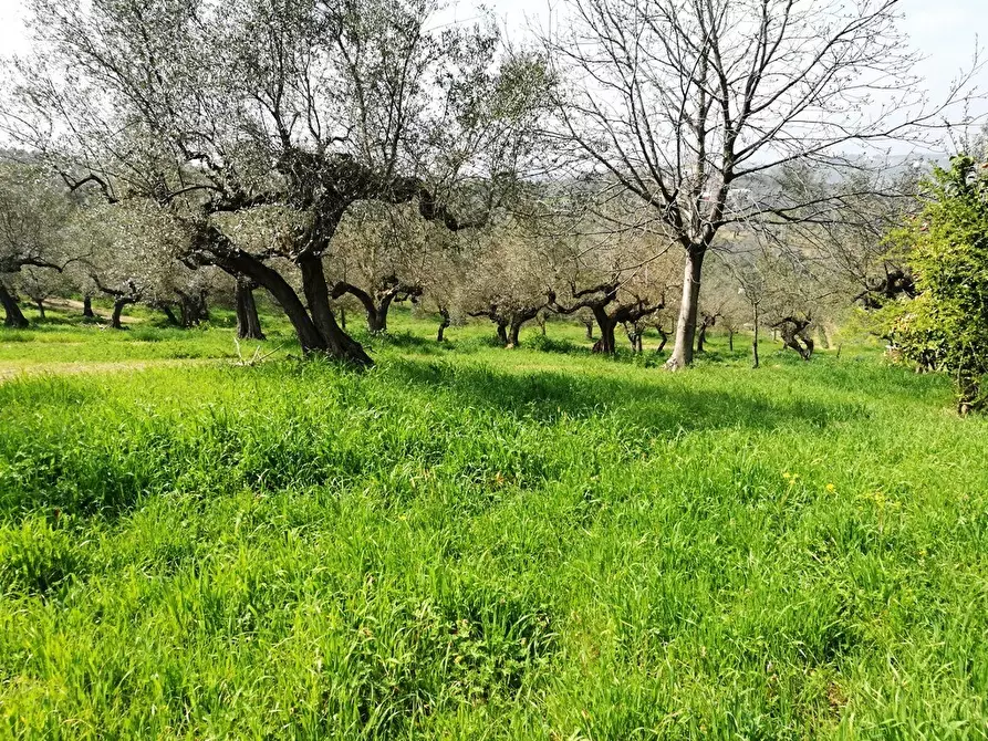 Immagine 9 di Terreno residenziale in vendita  in Contrada Collecchio a Pianella