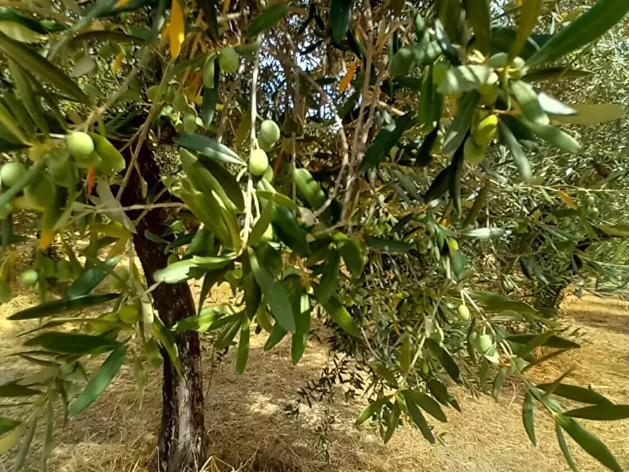 Immagine 11 di Palazzo in vendita  in Strada Vicinale Raganella a Abbateggio