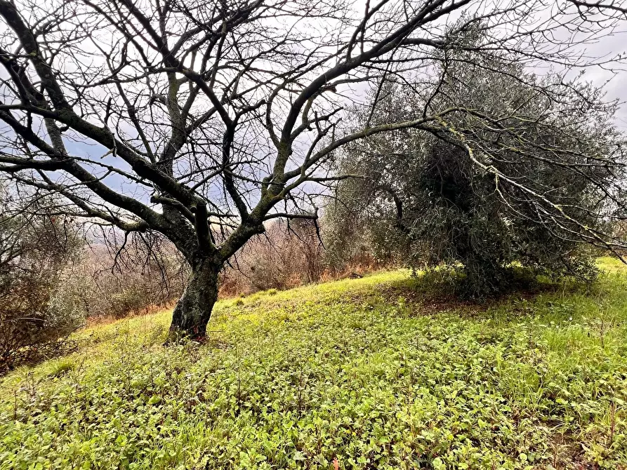 Immagine 8 di Terreno residenziale in vendita  in strada sferrella a Brittoli