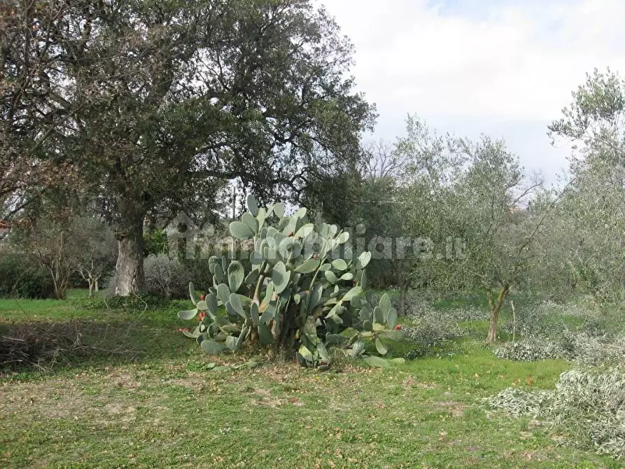 Immagine 5 di Rustico / casale in affitto  in Strada Pescia Fiorentina Chiarone a Capalbio