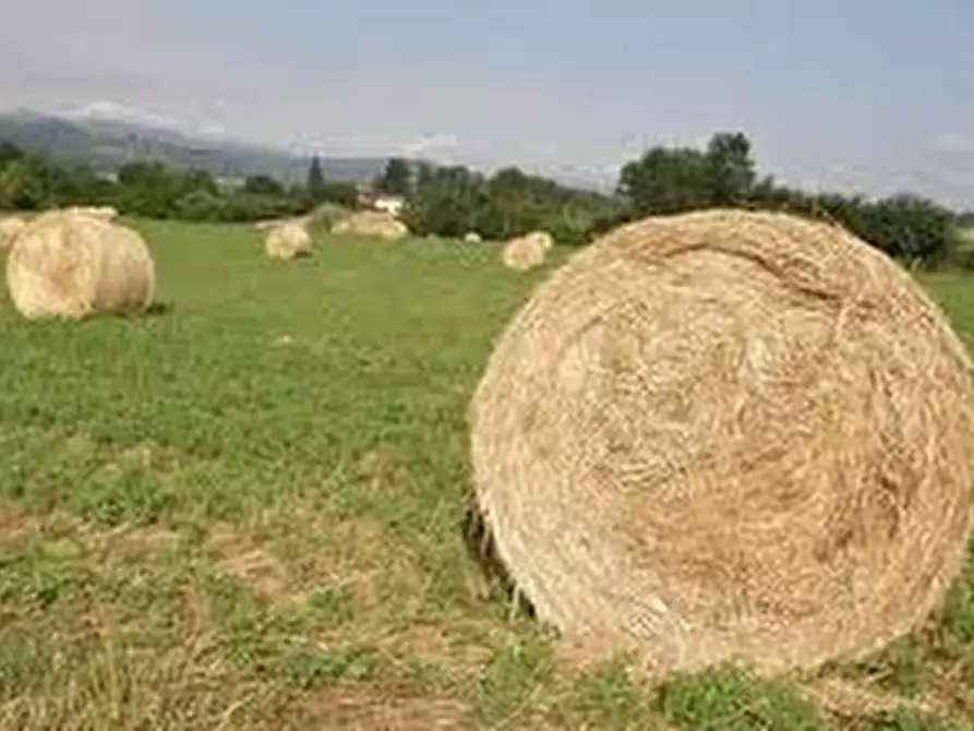 Immagine 1 di Terreno agricolo in vendita  in PIAZZA DANTE ALIGHIERI 54 a Borgo San Lorenzo