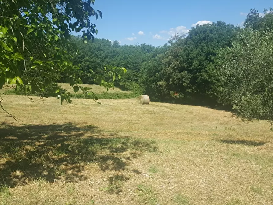 Immagine 3 di Casa colonica in vendita  a Borgo San Lorenzo