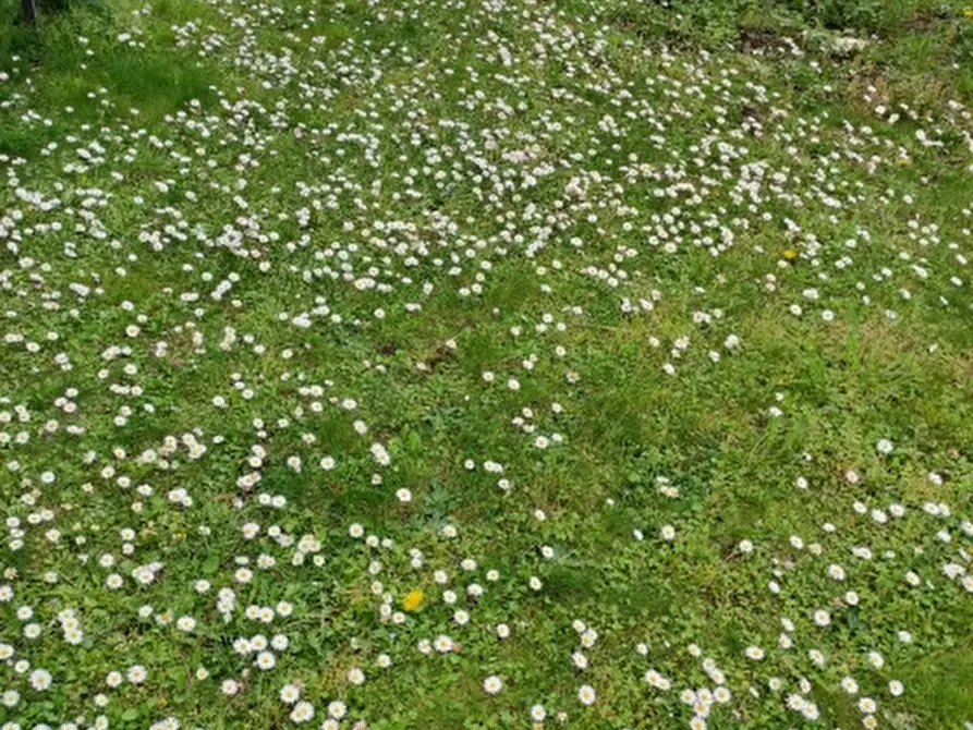 Immagine 1 di Terreno agricolo in vendita  in SAGGINALE a Vicchio