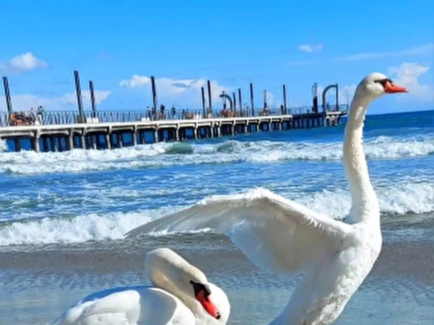 Immagine 12 di Negozio in vendita  a Alassio