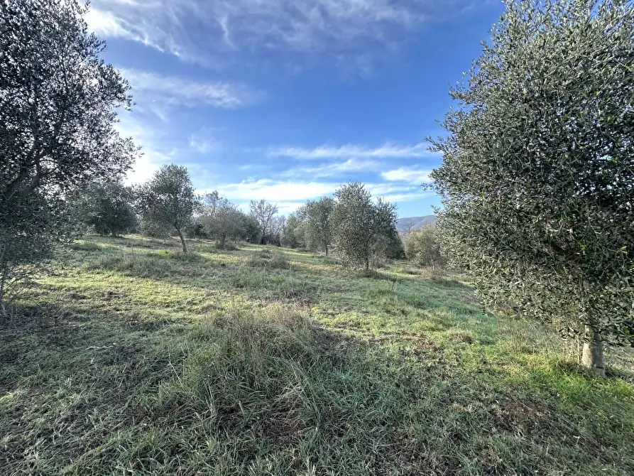 Immagine 14 di Rustico / casale in vendita  in VIA ROSSINI 12 a Gavorrano