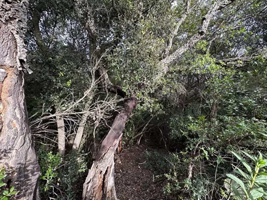 Immagine 2 di Terreno agricolo in vendita  a Castiglione Della Pescaia