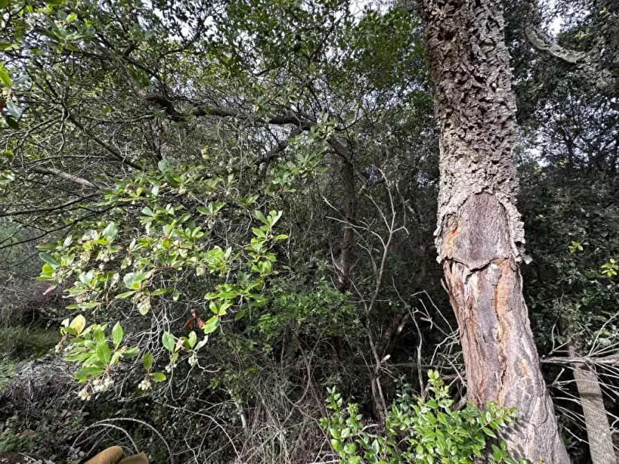 Immagine 3 di Terreno agricolo in vendita  a Castiglione Della Pescaia