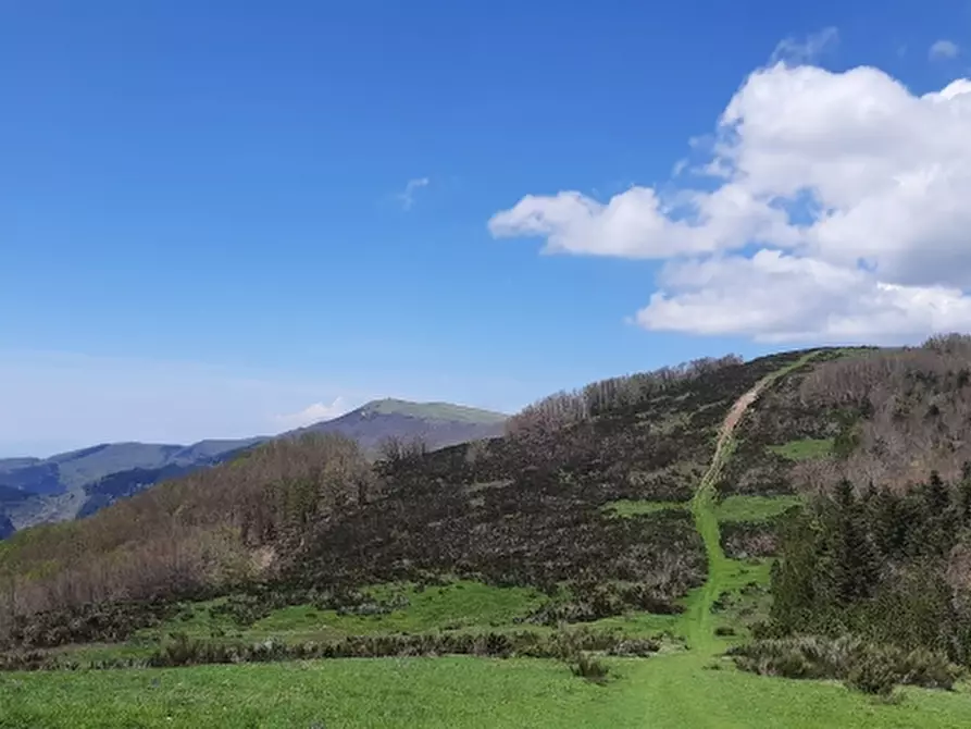 Immagine 1 di Licenza in vendita  a Gavorrano