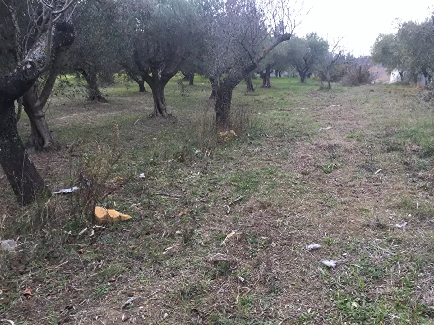 Immagine 3 di Villa in vendita  in colle pizzuto a Cupello