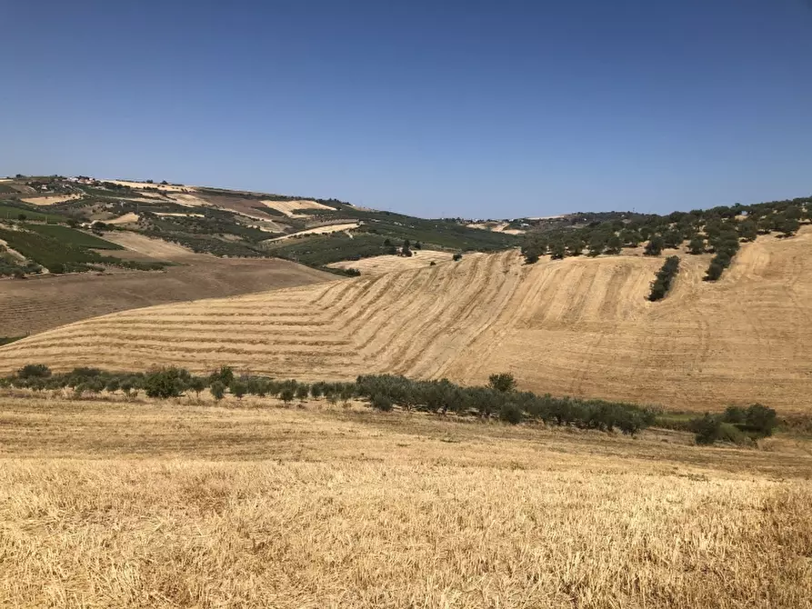 Immagine 1 di Terreno agricolo in vendita  in CONTRADA COLLE PIZZUTO a Vasto