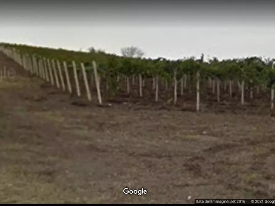 Immagine 2 di Terreno agricolo in vendita  in contrada colle mincuccio a Cupello