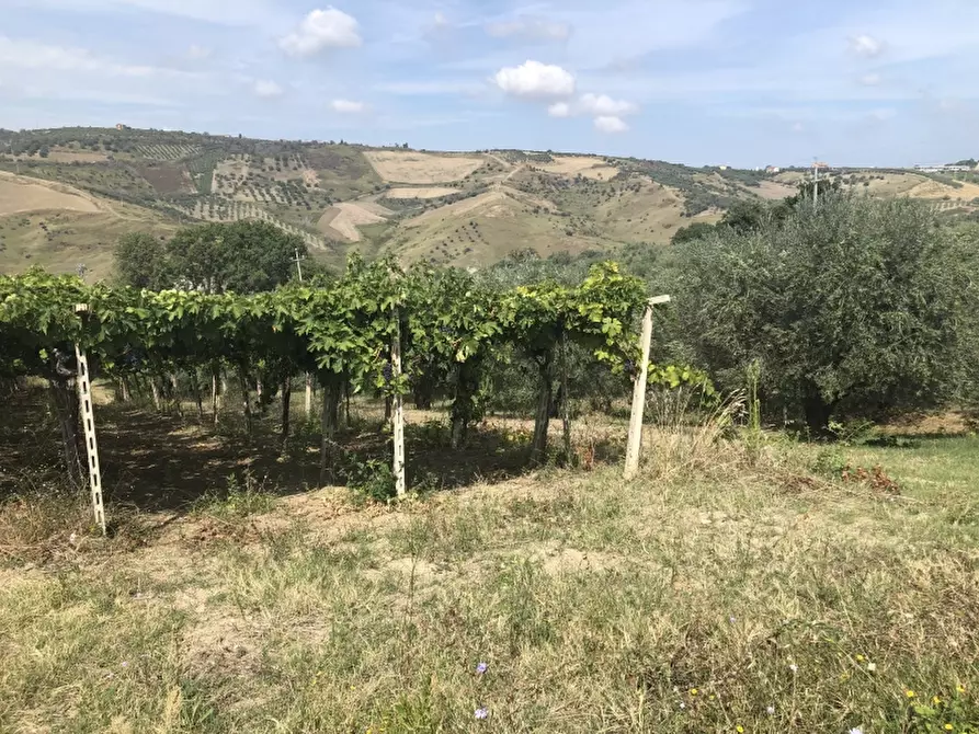 Immagine 2 di Terreno agricolo in vendita  in contrada strampalato a Cupello