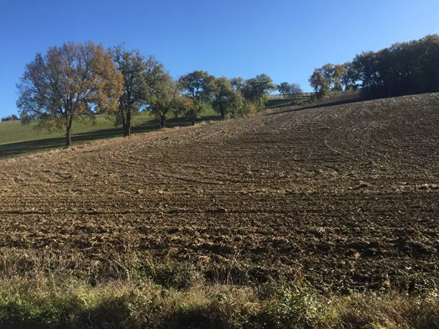 Immagine 13 di Azienda agricola in vendita  in CONTRADA SCOSSE a Cupello