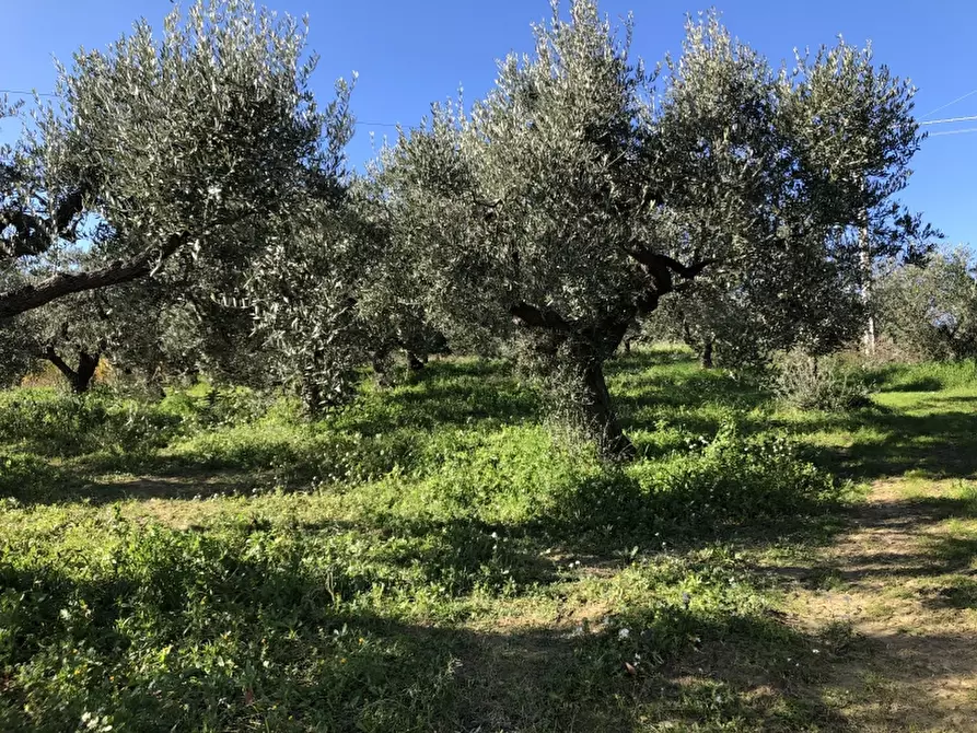 Immagine 12 di Terreno residenziale in vendita  in VIA ISTONIA a Cupello