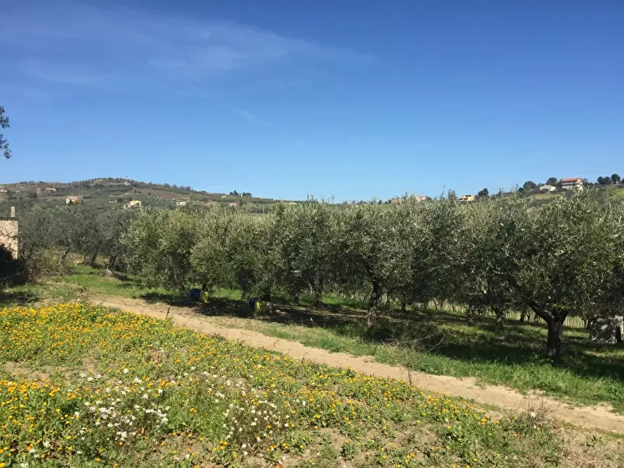 Immagine 11 di Terreno agricolo in vendita  in CONTRADA POLERCIA a Vasto