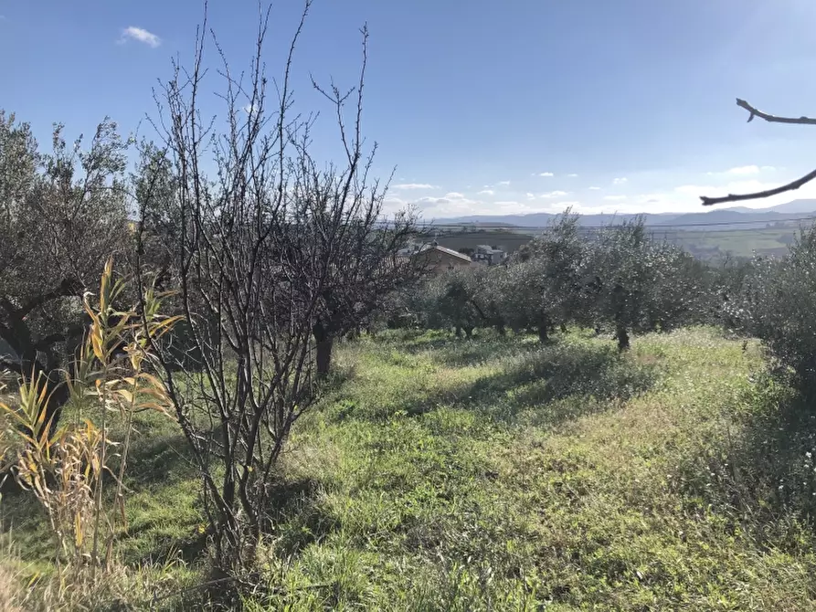 Immagine 13 di Terreno residenziale in vendita  in VIA ISTONIA a Cupello
