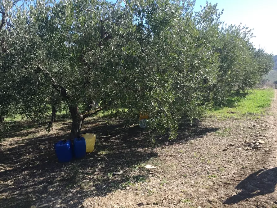 Immagine 12 di Terreno agricolo in vendita  in CONTRADA POLERCIA a Vasto