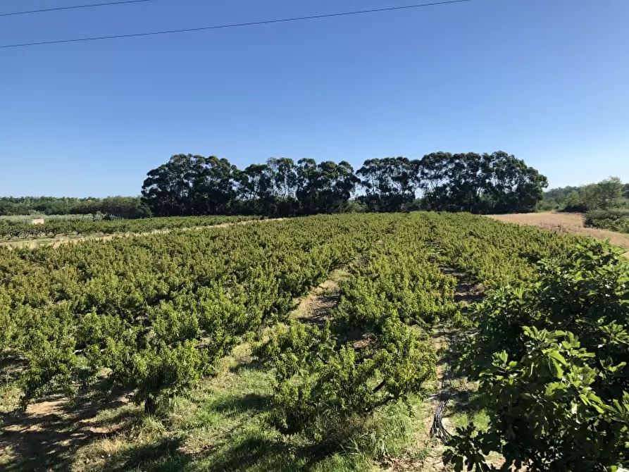 Immagine 15 di Terreno industriale in vendita  in CONTRADA PADULA a San Salvo