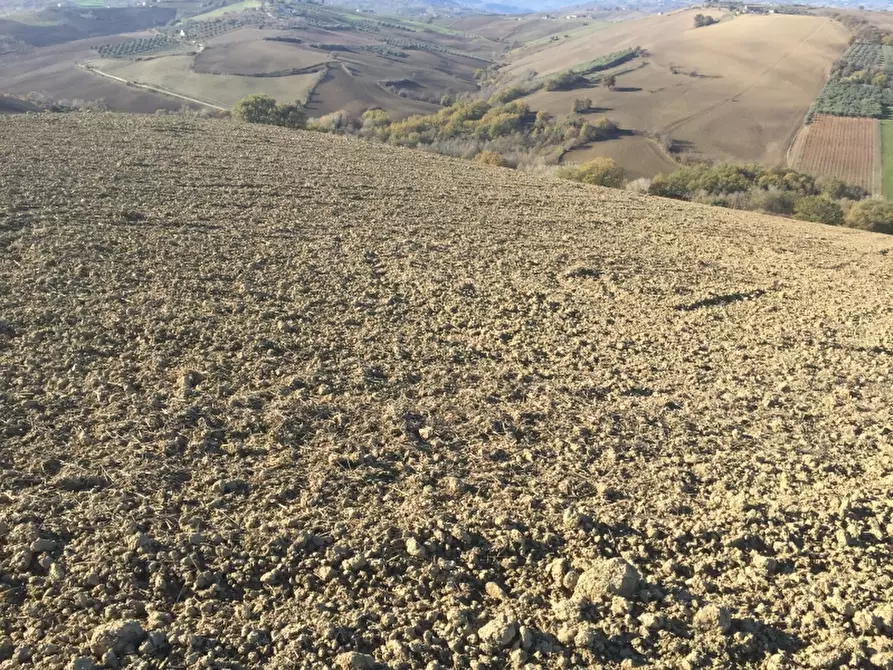 Immagine 16 di Azienda agricola in vendita  in CONTRADA SCOSSE a Cupello