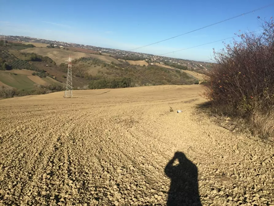 Immagine 17 di Azienda agricola in vendita  in CONTRADA SCOSSE a Cupello