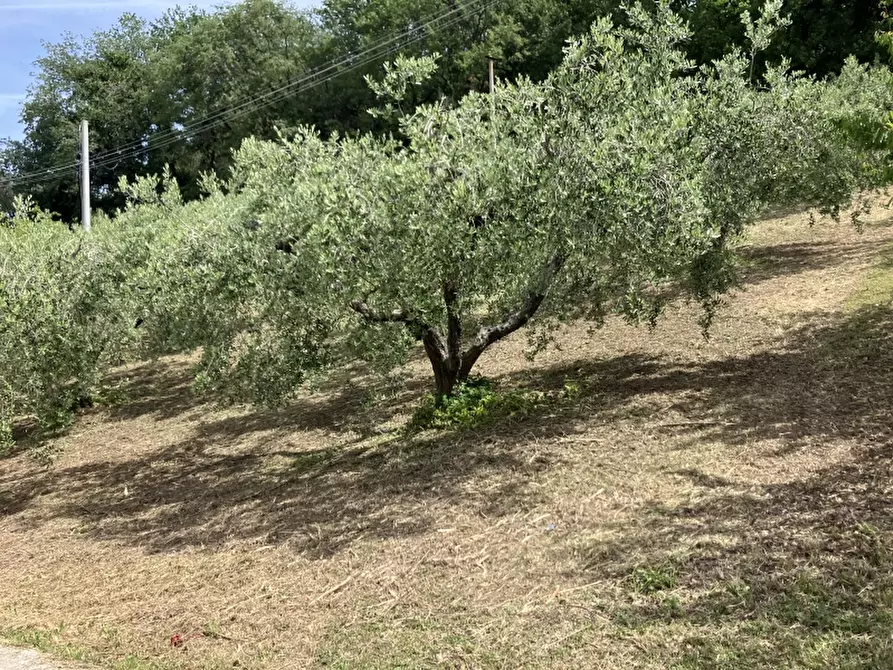 Immagine 1 di Terreno agricolo in vendita  in CIRCONVALLAZIONE HISTONIENSE a Vasto