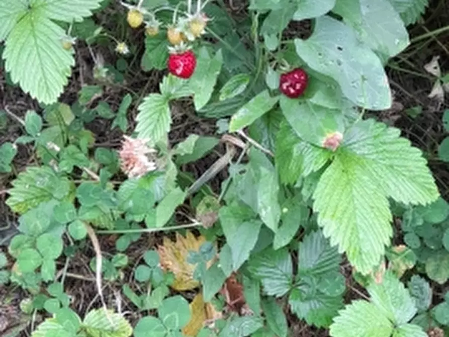 Immagine 5 di Terreno agricolo in vendita  in COLLE MINCUCCI a Cupello