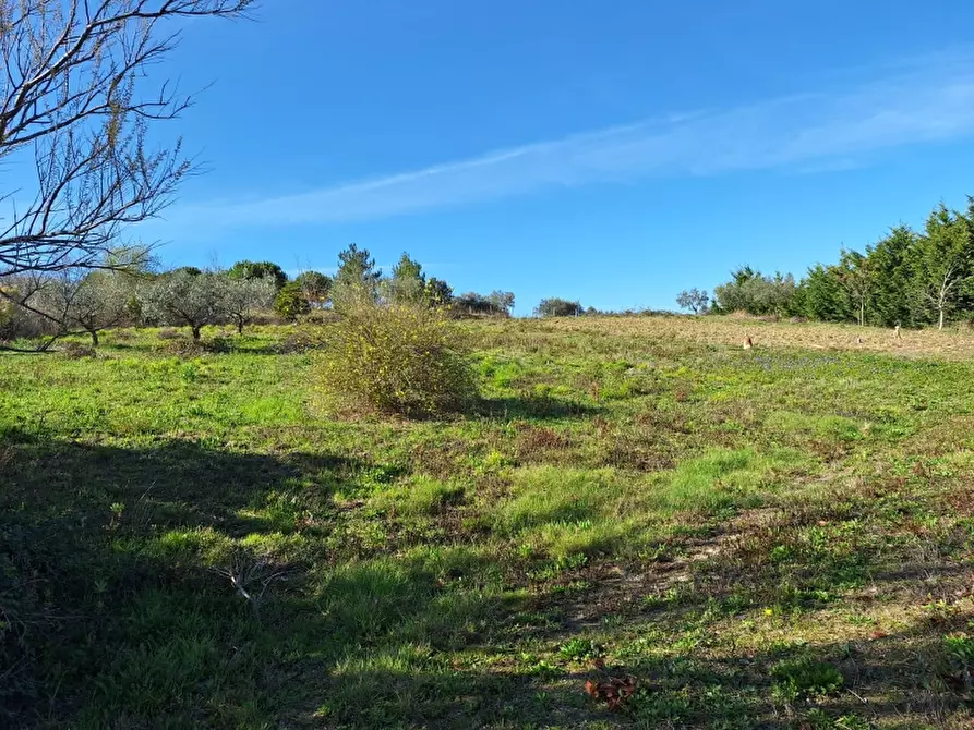 Immagine 23 di Terreno agricolo in vendita  in COLLE MINCUCCI a Cupello