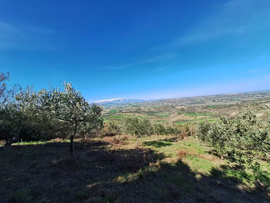 Immagine 24 di Terreno agricolo in vendita  in COLLE MINCUCCI a Cupello