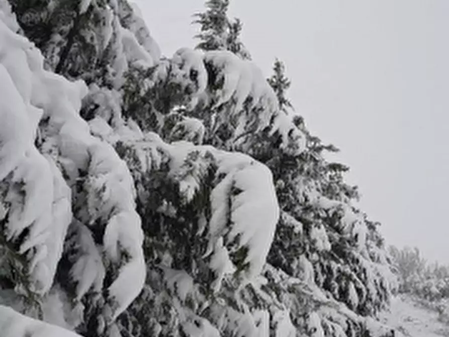 Immagine 9 di Terreno agricolo in vendita  in COLLE MINCUCCI a Cupello
