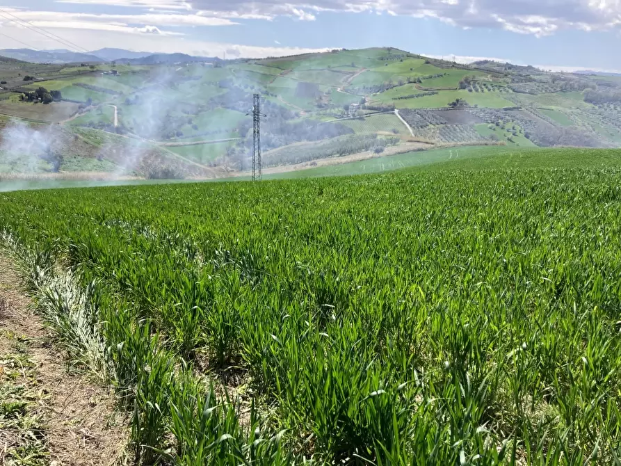 Immagine 21 di Terreno agricolo in vendita  a Vasto