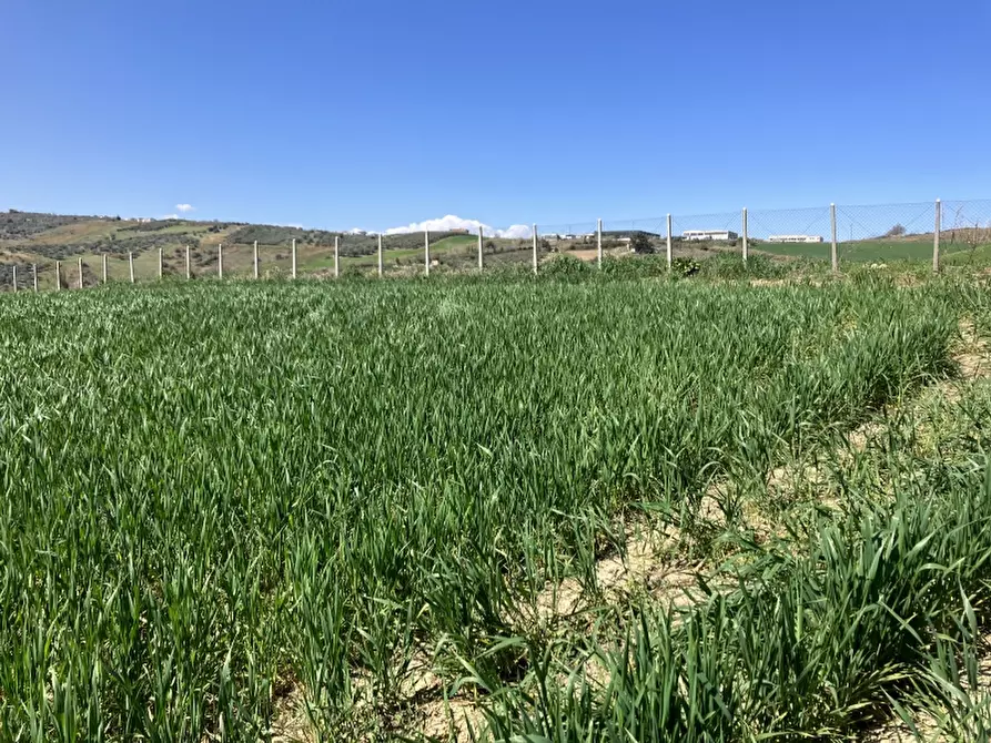 Immagine 24 di Terreno agricolo in vendita  a Vasto