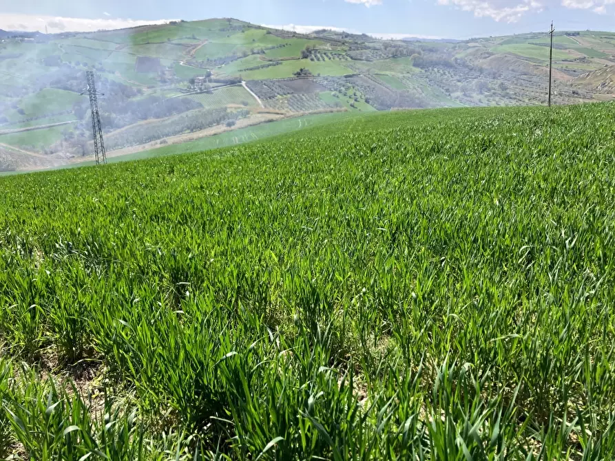 Immagine 26 di Terreno agricolo in vendita  a Vasto