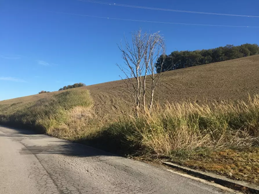 Immagine 18 di Azienda agricola in vendita  in CONTRADA SCOSSE a Cupello