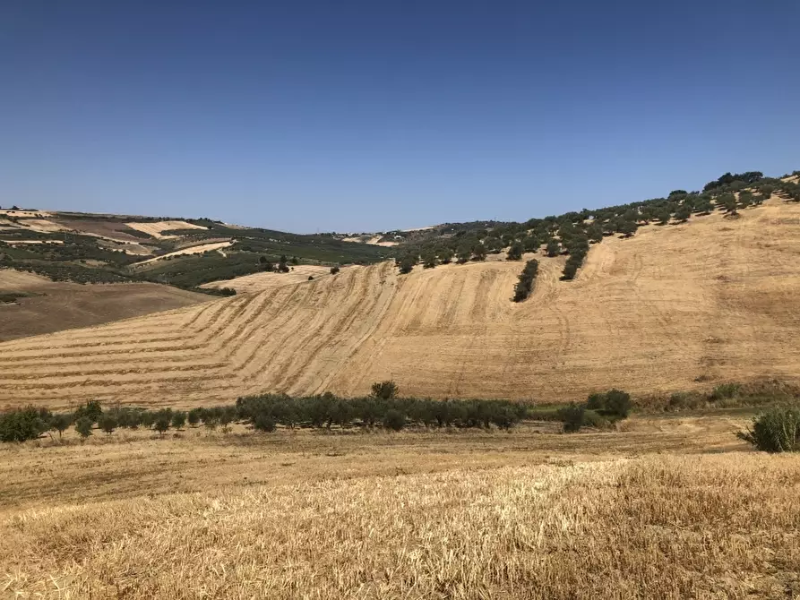 Immagine 2 di Terreno agricolo in vendita  in CONTRADA COLLE PIZZUTO a Vasto