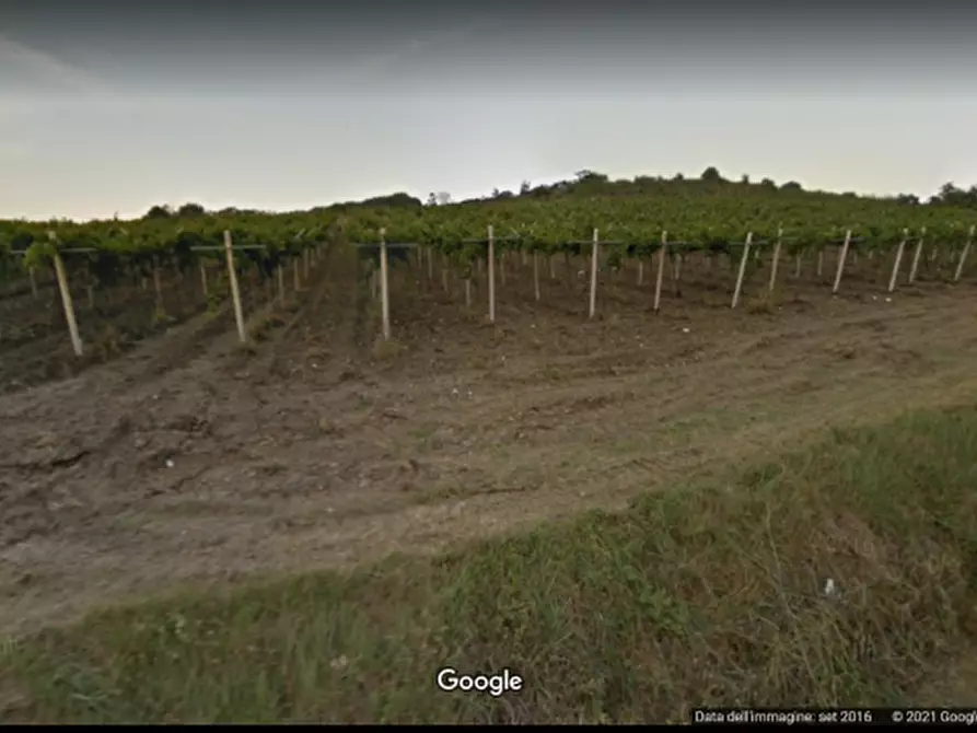 Immagine 3 di Terreno agricolo in vendita  in contrada colle mincuccio a Cupello