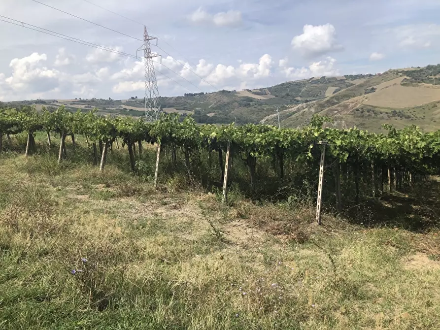 Immagine 3 di Terreno agricolo in vendita  in contrada strampalato a Cupello