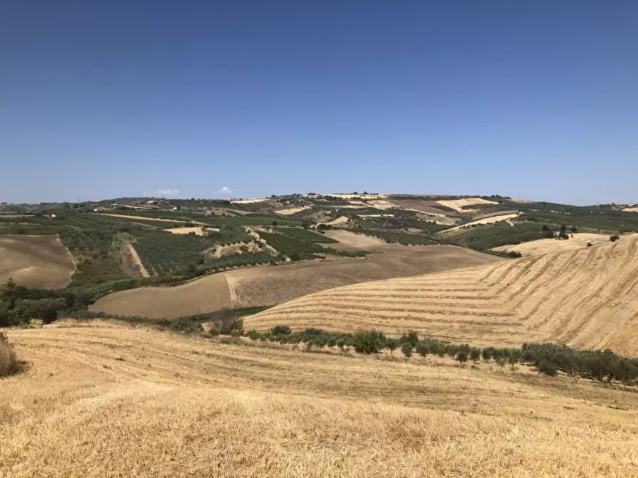 Immagine 3 di Terreno agricolo in vendita  in CONTRADA COLLE PIZZUTO a Vasto