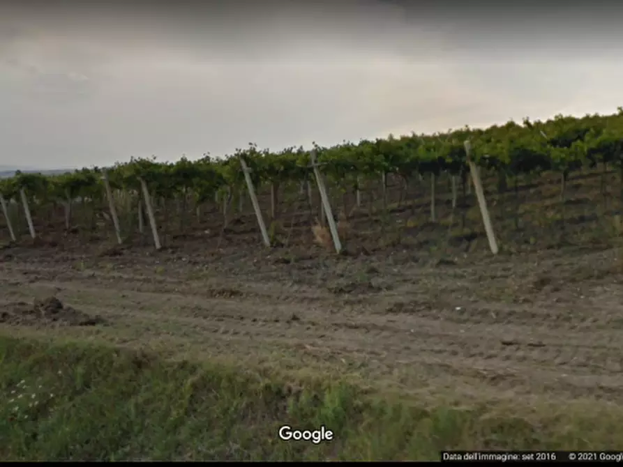 Immagine 4 di Terreno agricolo in vendita  in contrada colle mincuccio a Cupello