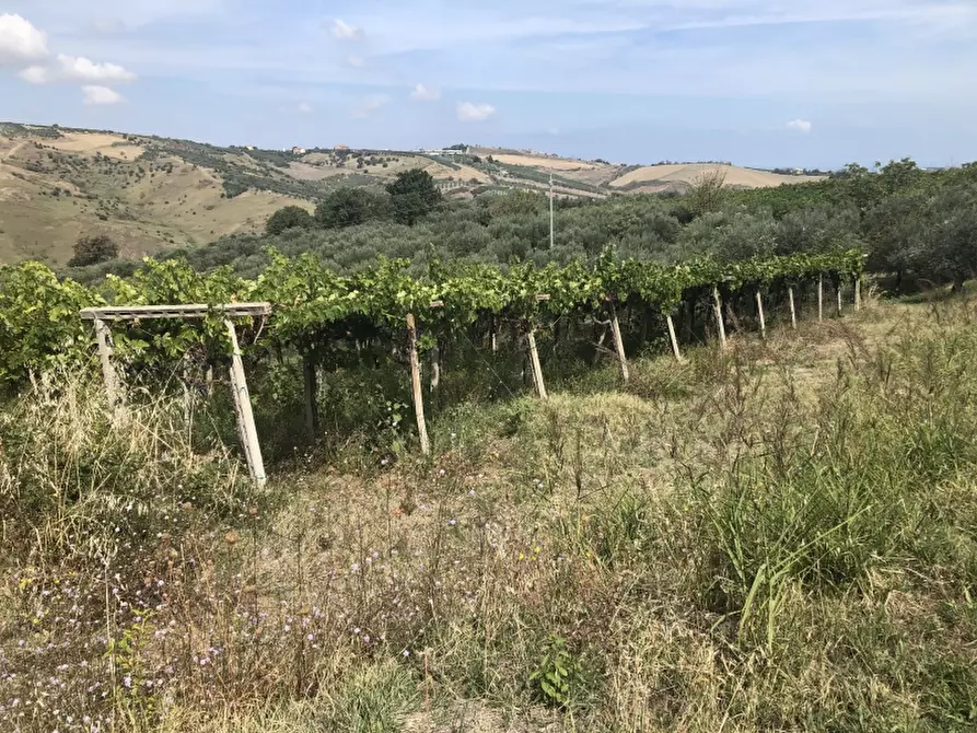 Immagine 4 di Terreno agricolo in vendita  in contrada strampalato a Cupello