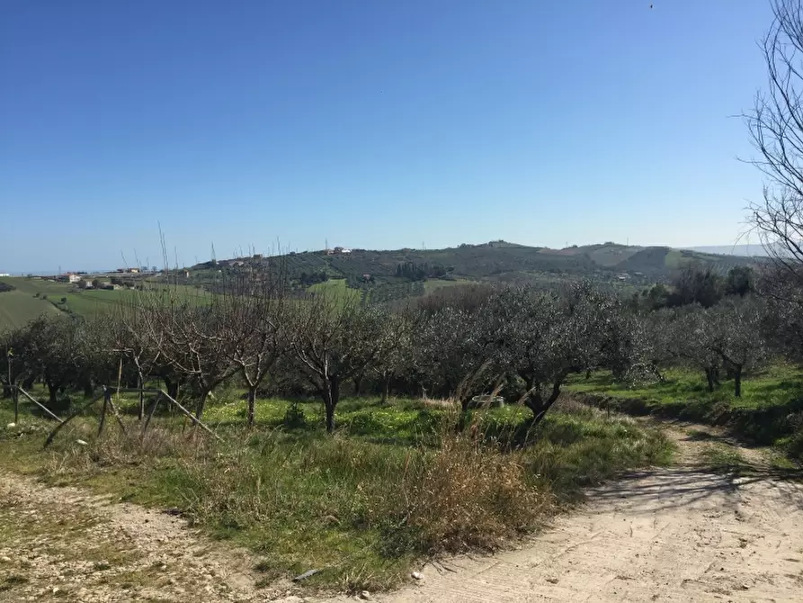 Immagine 4 di Terreno agricolo in vendita  in CONTRADA POLERCIA a Vasto
