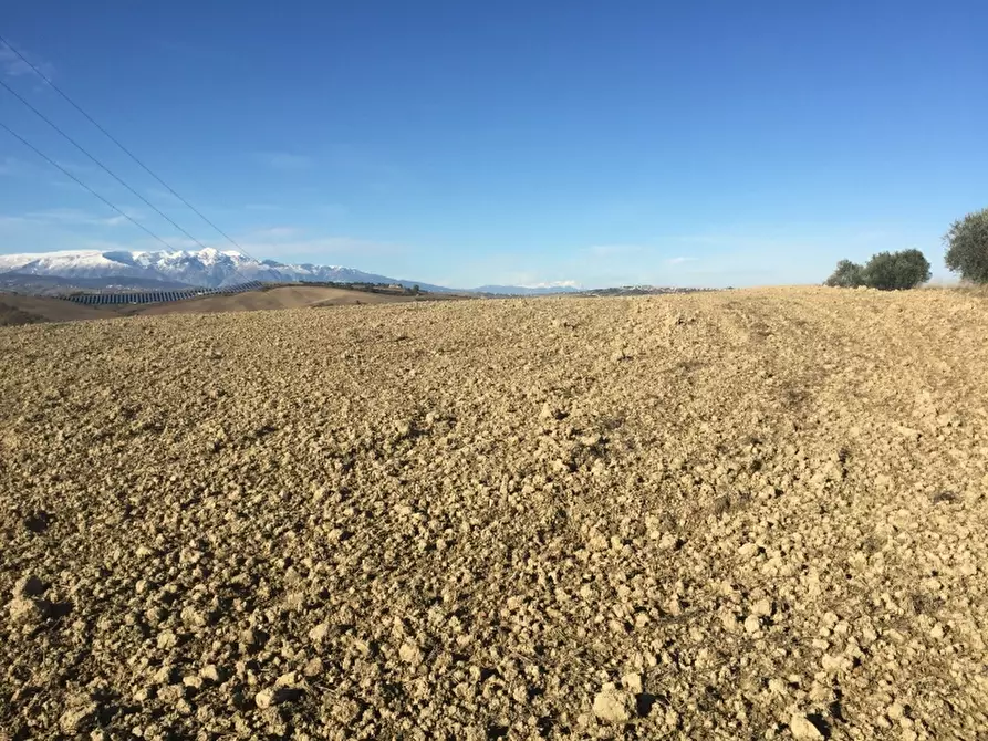 Immagine 6 di Azienda agricola in vendita  in CONTRADA SCOSSE a Cupello