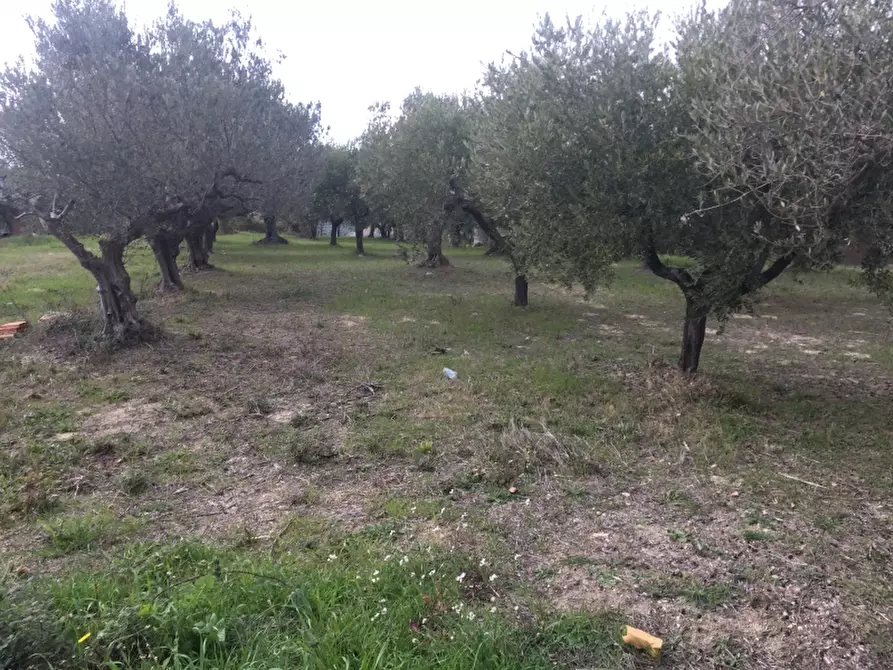 Immagine 6 di Villa in vendita  in colle pizzuto a Cupello