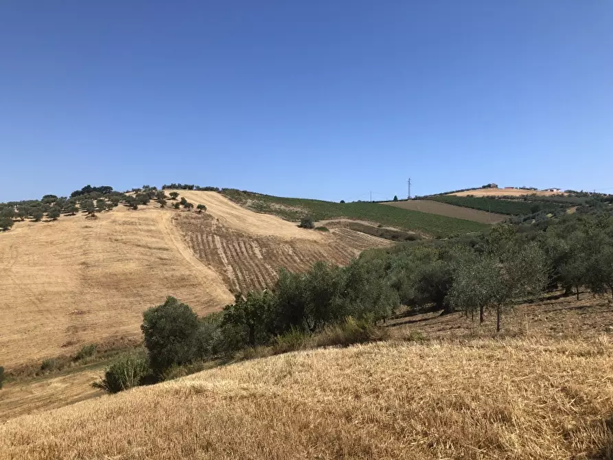 Immagine 4 di Terreno agricolo in vendita  in CONTRADA COLLE PIZZUTO a Vasto