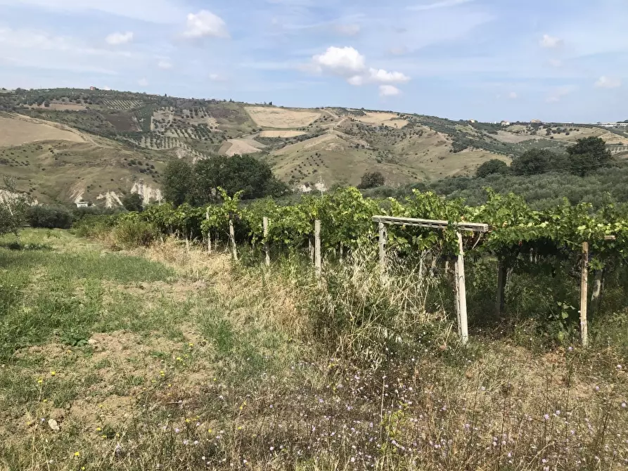 Immagine 5 di Terreno agricolo in vendita  in contrada strampalato a Cupello