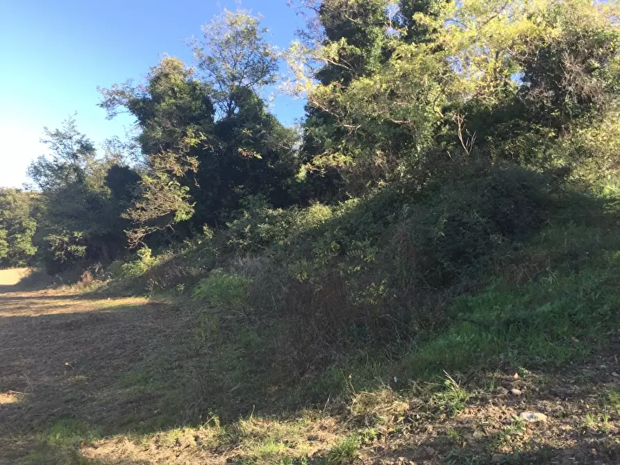 Immagine 6 di Terreno agricolo in vendita  a Cupello