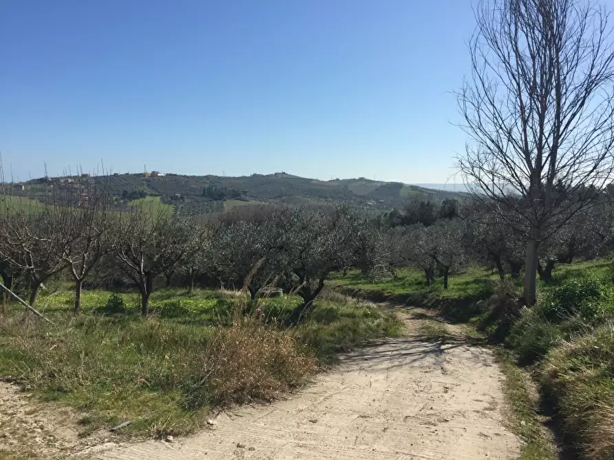 Immagine 5 di Terreno agricolo in vendita  in CONTRADA POLERCIA a Vasto