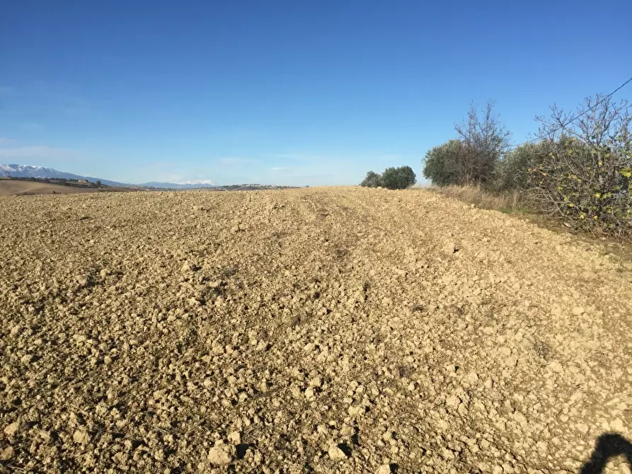 Immagine 7 di Azienda agricola in vendita  in CONTRADA SCOSSE a Cupello