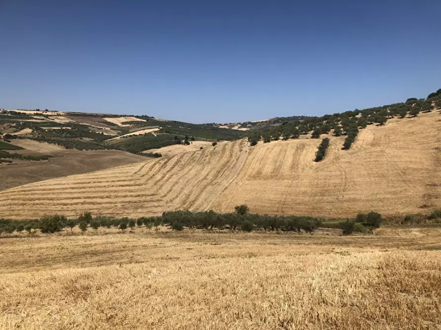 Immagine 5 di Terreno agricolo in vendita  in CONTRADA COLLE PIZZUTO a Vasto