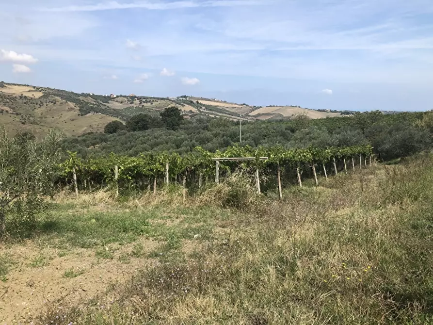 Immagine 6 di Terreno agricolo in vendita  in contrada strampalato a Cupello