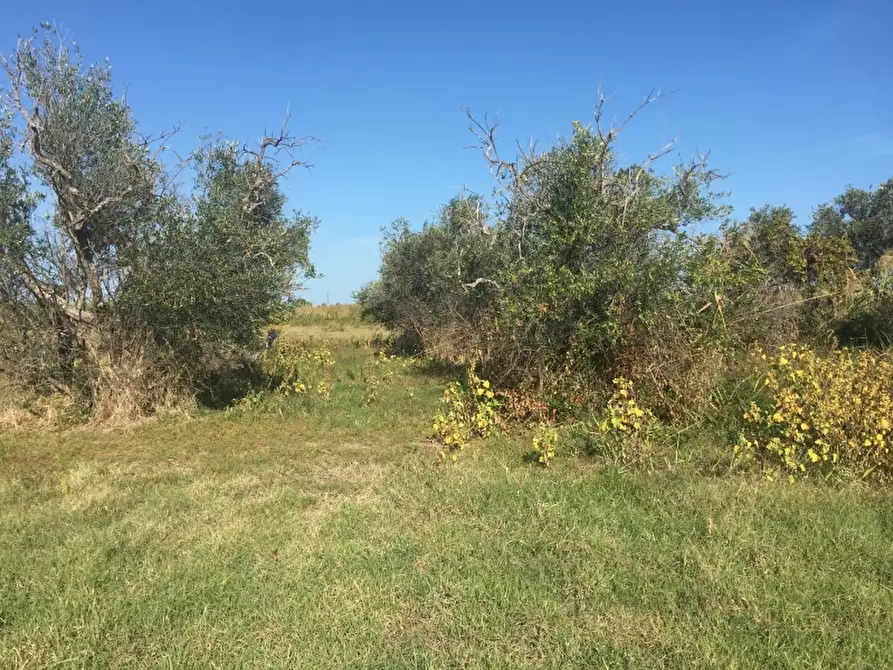 Immagine 10 di Terreno edificabile in vendita  in CAMPOMARINO LIDO a Campomarino